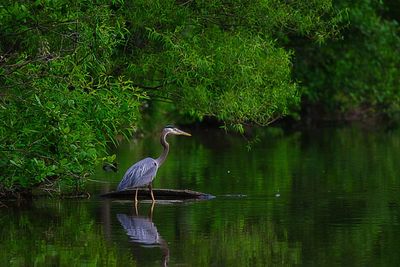  blue heron by lake