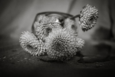 Close-up of flower on table