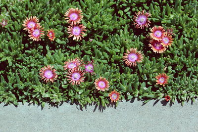 Close-up of pink flowers