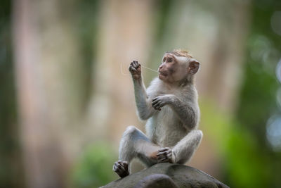 Monkey sitting on rock