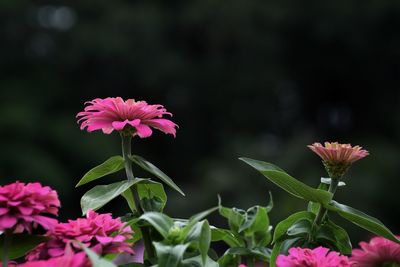 Close-up of pink flowering plant