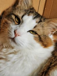 Close-up portrait of a cat