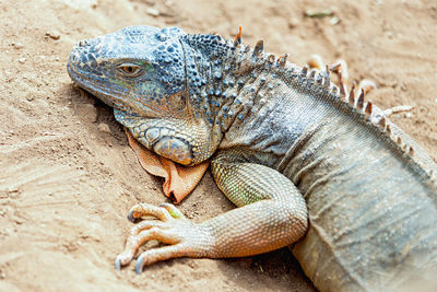 Close-up of iguana on field