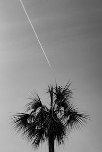 Low angle view of palm tree against sky