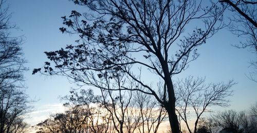 Low angle view of bare trees against clear sky