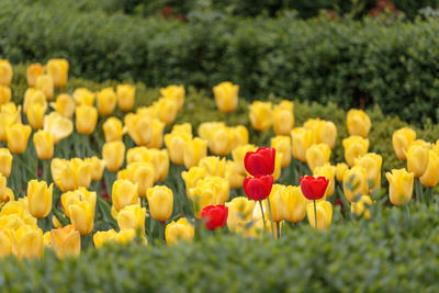 Close-up of yellow tulips in field