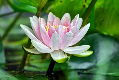 Close-up of water lily in lake