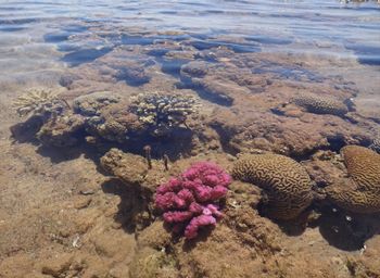 View of fish in sea