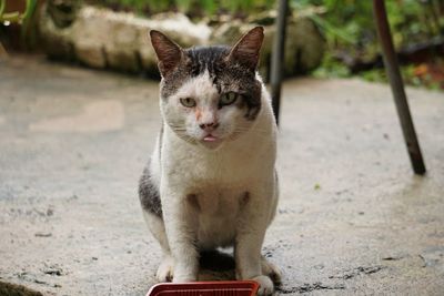 Portrait of cat sitting outdoors