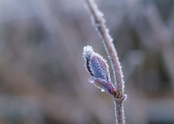 Close-up of frozen plant