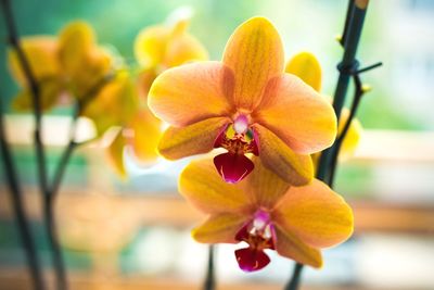 Close-up of flowers blooming outdoors