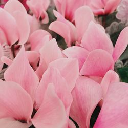 Close-up of pink flowering plant