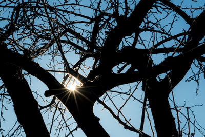 Low angle view of tree against sun