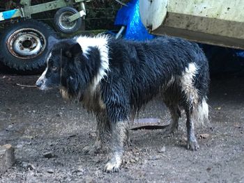 Dog standing on street in city