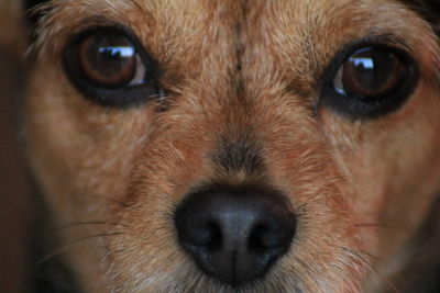 Close-up portrait of brown dog