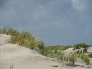 Spiekerog island in the north sea