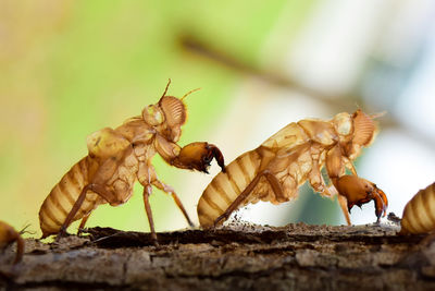 Close-up of insect on wood