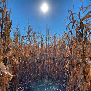 Plants growing on field against sky