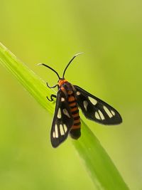 Close-up of butterfly on leaf