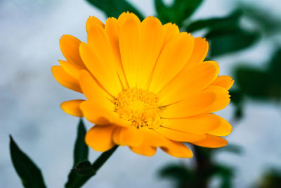 Close-up of orange flower blooming in park