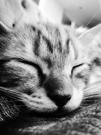 Close-up of cat sleeping