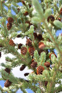 Low angle view of plants