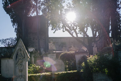 Sunlight streaming through trees on sunny day