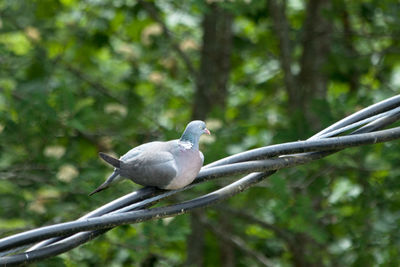 Bird perching on tree