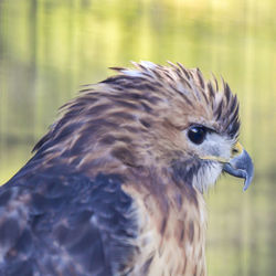 Close-up of eagle