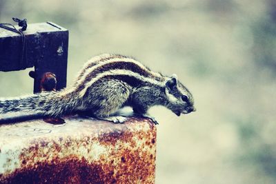 Close-up of chipmunk on rusty metal