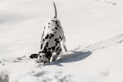 Dog standing on snow covered land