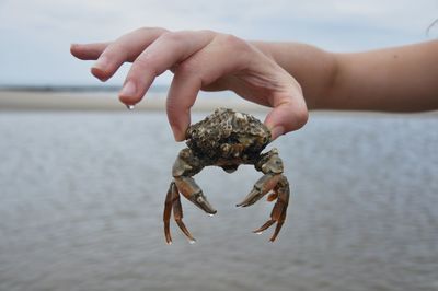 Close-up of hand holding sea