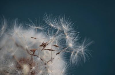 Close-up of dandelion on plant