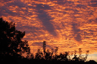 Silhouette of tree during sunset