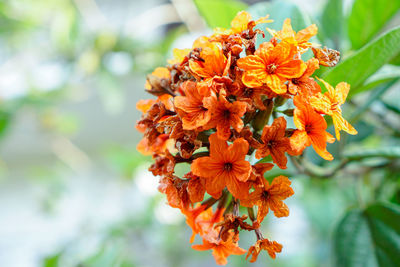 Close-up of orange marigold flower