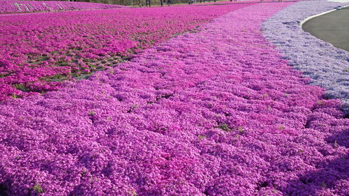 Pink crocus flowers on landscape