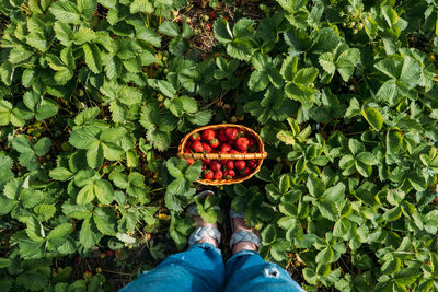 Picking fruits on strawberry field, harvesting on strawberry farm. woman farmer holding basket 