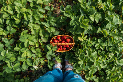 Low section of person standing on fruit