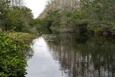 Scenic view of lake in forest