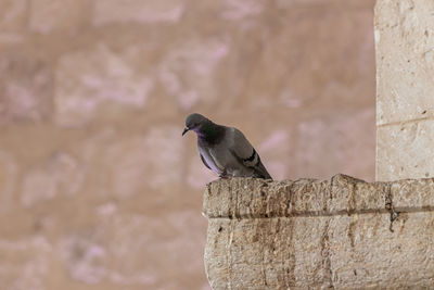 Bird perching on retaining wall