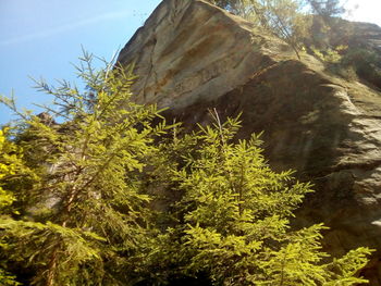 Low angle view of tree by mountain against sky