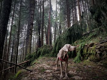 Rear view of man standing by tree trunk in forest