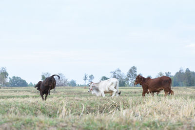 Horses in a field