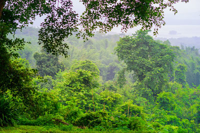 Scenic view of forest