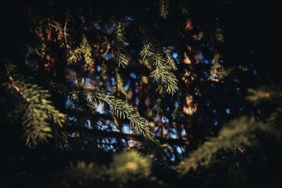 Low angle view of pine tree at night