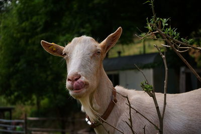 Close-up portrait of a horse