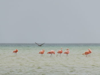 Flock of birds in sea against sky