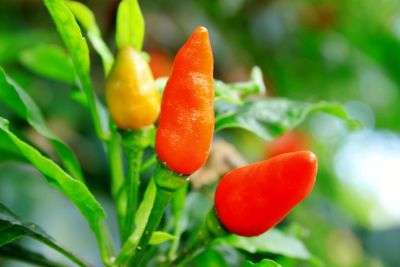 Close-up of orange chili peppers on plant