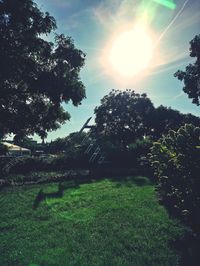 Trees on field against bright sun