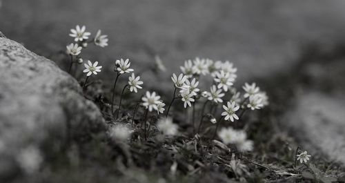 Close-up of flowers